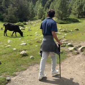 Trekker with hiking pole on the pine forest trail at Fairy Meadows with grazing livestock, northern Pakistan