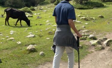 Trekker with hiking pole on the pine forest trail at Fairy Meadows with grazing livestock, northern Pakistan