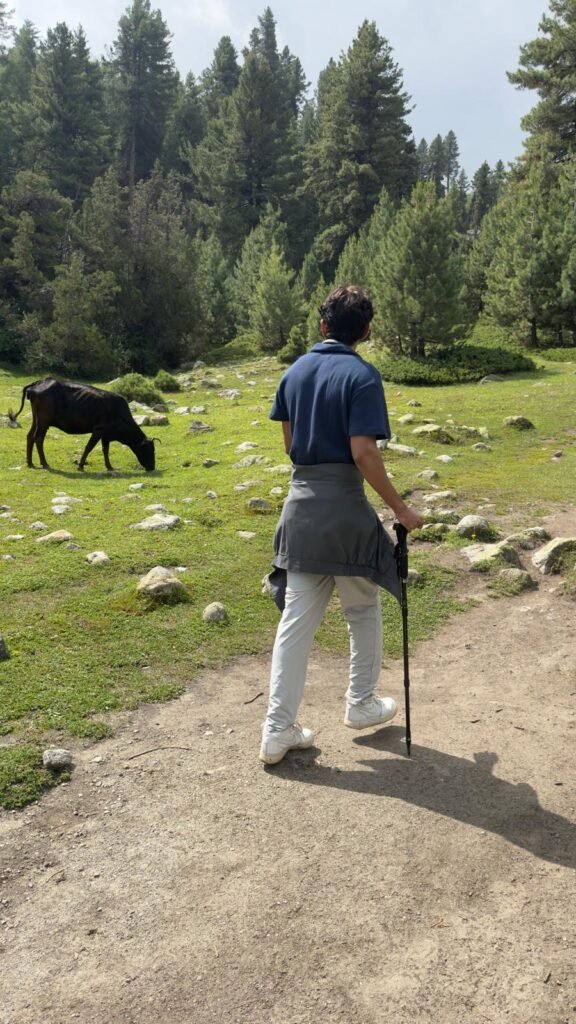 Trekker with hiking pole on the pine forest trail at Fairy Meadows with grazing livestock, northern Pakistan