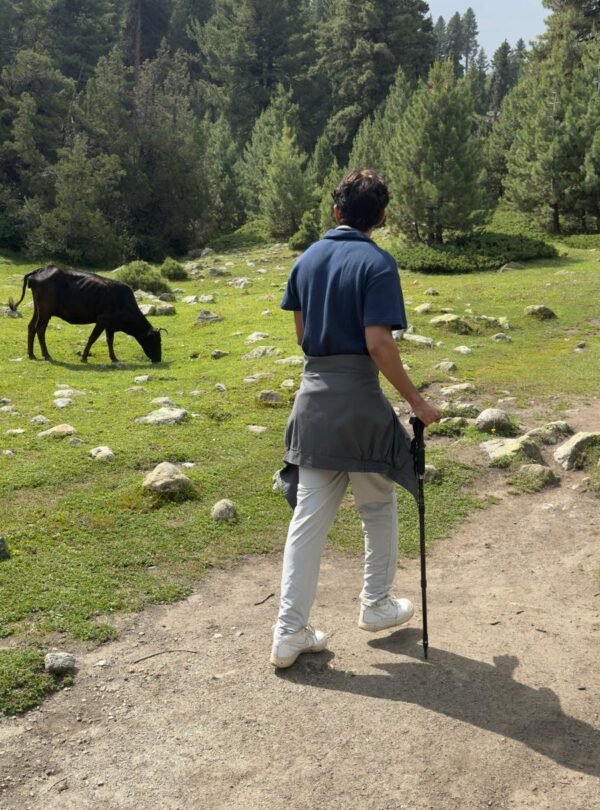 Trekker with hiking pole on the pine forest trail at Fairy Meadows with grazing livestock, northern Pakistan
