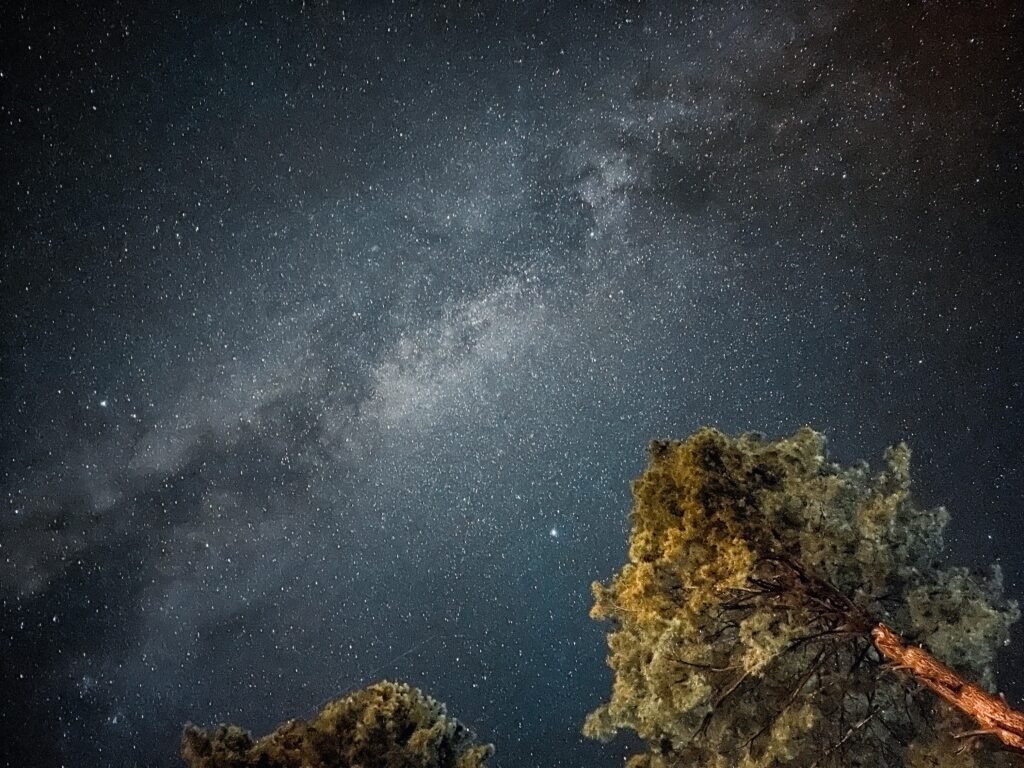 Milky Way arc visible through pine trees at Fairy Meadows, world-class dark sky stargazing at high altitude northern Pakistan