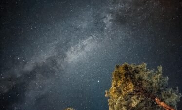 Milky Way arc visible through pine trees at Fairy Meadows, world-class dark sky stargazing at high altitude northern Pakistan