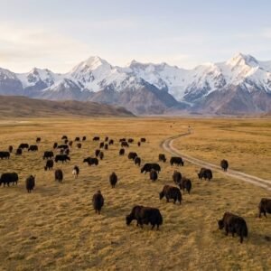 Herd of yaks grazing on the Shimshal Pamir high altitude plateau with dramatic snow-capped Karakoram peaks, Hunza Pakistan
