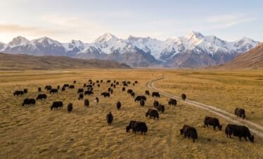 Herd of yaks grazing on the Shimshal Pamir high altitude plateau with dramatic snow-capped Karakoram peaks, Hunza Pakistan