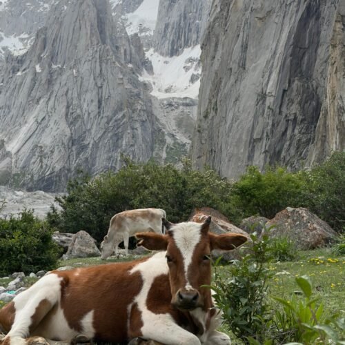 Willow Grove and Grazing Cattle, Nangma Valley, Skardu, Pakistan Description: Cattle graze beneath willow trees in a lower meadow of Nangma Valley, Skardu district, Gilgit-Baltistan, with the snow-capped granite spires of the valley's upper cirque visible in the distance.