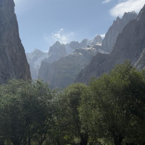 Willow Grove and Grazing Cattle, Nangma Valley, Skardu, Pakistan Description: Cattle graze beneath willow trees in a lower meadow of Nangma Valley, Skardu district, Gilgit-Baltistan, with the snow-capped granite spires of the valley's upper cirque visible in the distance.