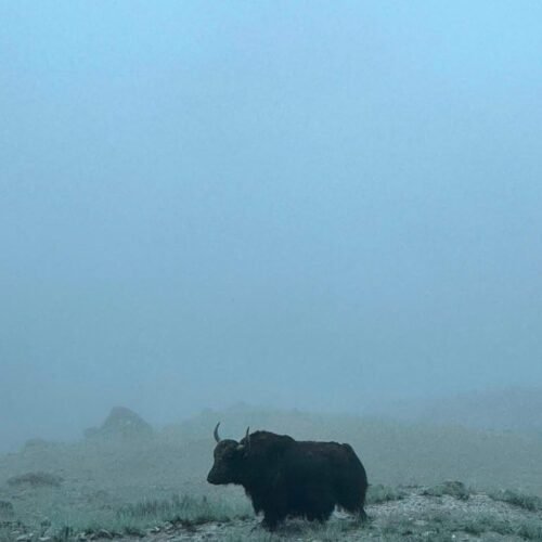 Yak Grazing in Fog, Nangma Valley, Skardu, Gilgit-Baltistan Description: A yak grazes on a high altitude pasture in Nangma Valley, Skardu district, Gilgit-Baltistan, wrapped in low cloud, a common sight for trekkers on the route toward the valley's granite peaks in the Karakoram range.