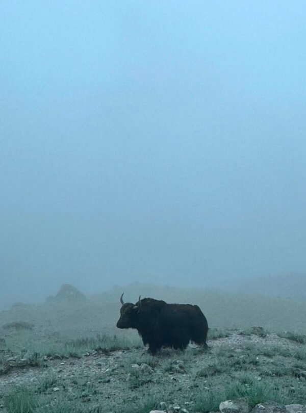 Yak Grazing in Fog, Nangma Valley, Skardu, Gilgit-Baltistan Description: A yak grazes on a high altitude pasture in Nangma Valley, Skardu district, Gilgit-Baltistan, wrapped in low cloud, a common sight for trekkers on the route toward the valley's granite peaks in the Karakoram range.
